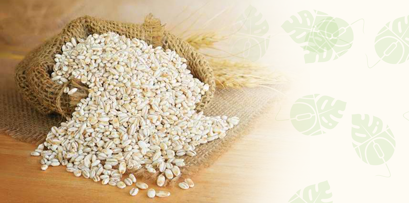 7 Khasiat Barley Untuk Tubuh, Bagus Untuk Melancarkan Saluran Pencernaan 7 Khasiat Barley Untuk Tubuh, Bagus Untuk Melancarkan Saluran Pencernaan
